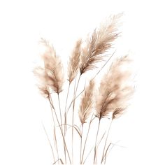 some brown and white plants on a white background with watercolor paint effect in the foreground