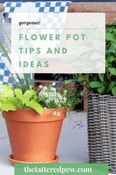 potted plants with text overlay that reads, flower pot tips and idea's