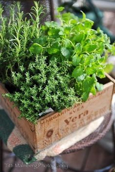 a wooden box filled with lots of green plants