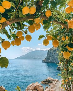 an orange tree with lots of fruit hanging from it's branches next to the ocean