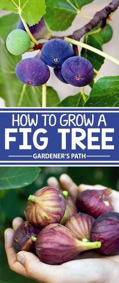 how to grow fig tree in your garden's path with pictures and text overlay