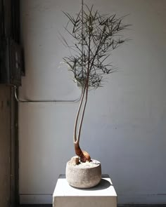 a bonsai tree in a white pot on top of a cement block against a wall