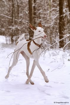 a white and brown dog playing with a stick in the snow near some trees on a snowy day