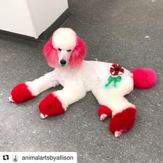 a red and white poodle laying on the ground