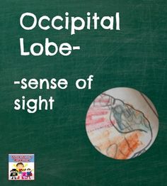 a blackboard with writing on it that says, occipital lobe - sense of sight