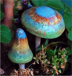 two blue and yellow mushrooms sitting on the ground next to green plants with brown spots