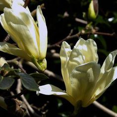 two yellow flowers blooming on a tree branch