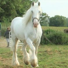 a white horse running in the grass with people behind it and another person looking on