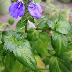 two purple flowers with green leaves in the foreground