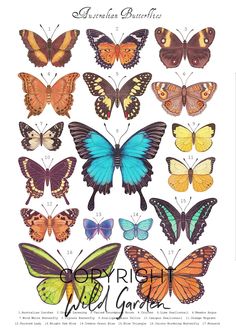 an image of butterflies in different colors and sizes, with the caption's description below