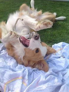 two dogs playing with each other on the grass