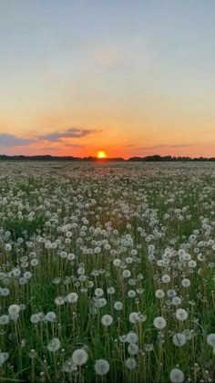 the sun is setting over a field full of dandelions