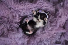 two small kittens are curled up together in a purple fuzzy blanket, one is wearing a tiara and the other is laying down