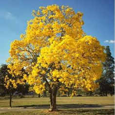 a large yellow tree with lots of leaves