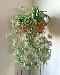 several plants are growing in pots on the floor next to each other, and one is hanging upside down