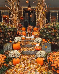 a dog is standing on the steps in front of pumpkins