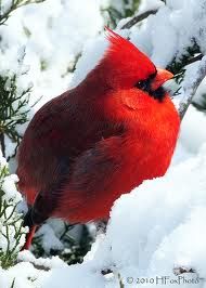 a red bird sitting on top of a tree branch covered in snow