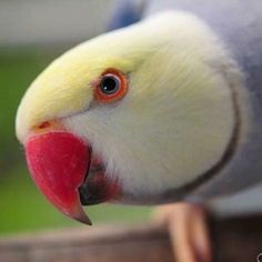 a close up view of a parrot's face and head with an orange beak