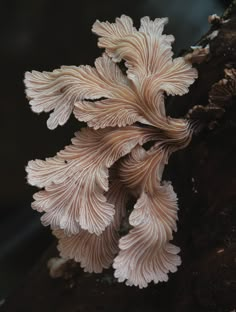 a close up of a mushroom growing on a tree