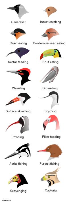 the different types of birds that can be seen in spanish