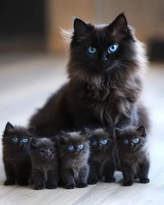 a black cat with blue eyes sitting on the floor next to five smaller kittens