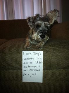 a dog sitting on top of a couch next to a sign that says i stole tony's cinnamon toast he creat i didn't care because it was delicious