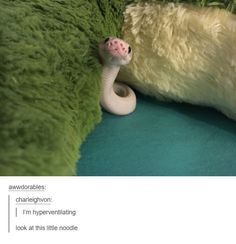 a white snake crawling out of the corner of a stuffed animal