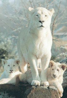 three white lion cubs sitting on top of a rock with the caption beautiful rare white lion