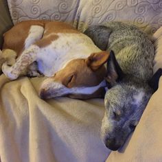 two dogs sleeping on a couch next to each other