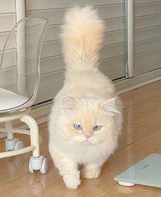 a white cat walking across a hard wood floor next to a chair and laptop computer