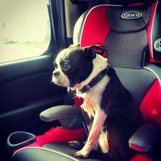 a small dog sitting in the back seat of a car