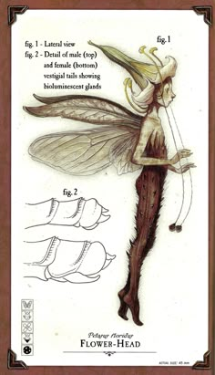 a drawing of a fairy with wings and legs in the shape of a flower head