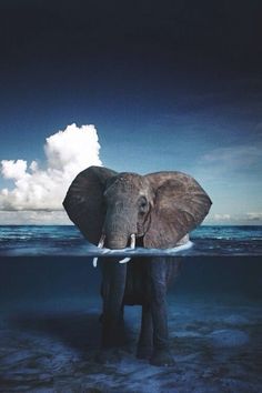 an elephant is standing in the water with its trunk up