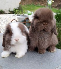 two brown and white rabbits sitting next to each other on top of a cement slab