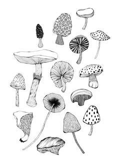 an ink drawing of different types of mushrooms