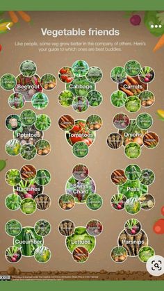 a poster showing the different types of vegetables