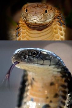 an image of a snake with its mouth open and the caption that says, it is