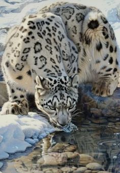 Snow Leopard Pictures, Snow Paintings, Leopard Pictures, Big Cats Photography, Snow Animals, Breathtaking Nature, Cutee Animals, Exotic Cats, Animals Amazing