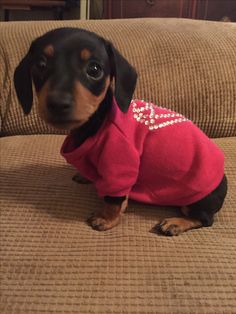 a small black and brown dog wearing a red sweater sitting on a couch with its head turned to the side