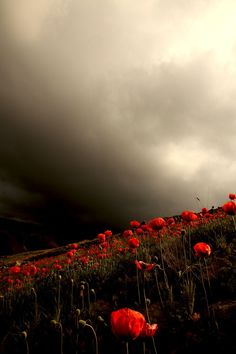 red flowers on the side of a hill under a dark sky with clouds in the background