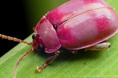 a red beetle sitting on top of a green leaf