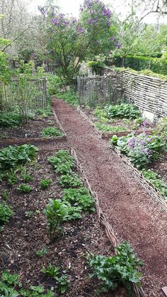 the garden is full of vegetables and plants