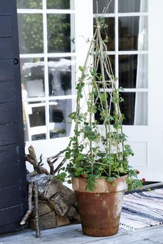 a potted plant sitting on top of a wooden table next to a white door