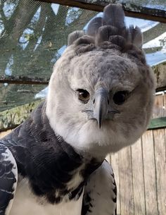 a close up of a bird on a person's arm