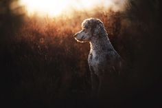 a poodle sitting in the middle of a field with the sun shining behind it