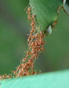 an ant bug crawling on a green leaf