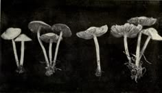 four different types of mushrooms are shown in this black and white photo, with the stems sprouting out