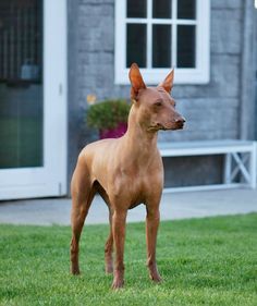 a brown dog standing on top of a lush green field