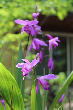 purple flowers are blooming in the garden