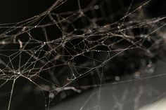 water droplets on the branches of a tree in front of a dark background with only one leaf visible